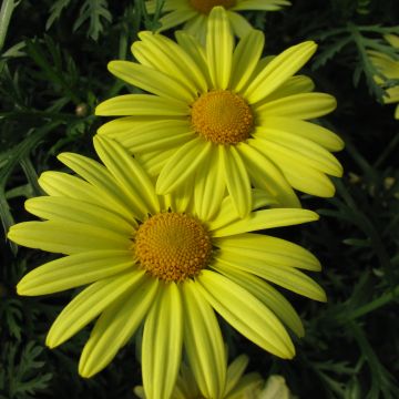 Argyranthemum Jamaïca Primerose - Struikmargriet
