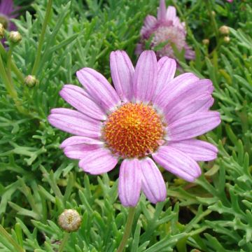 Argyranthemum Petite Pink - Struikmargriet