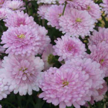 Argyranthemum Summer Melody - Struikmargriet