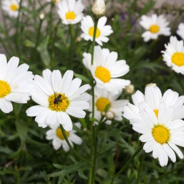 Argyranthemum frutescens Everest White - Struikmargriet wit