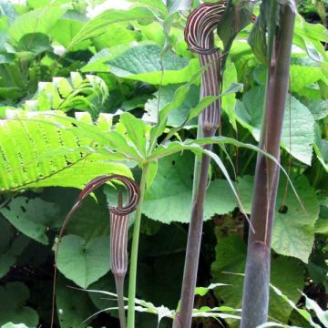 Arisaema ciliatum - Cobralelie