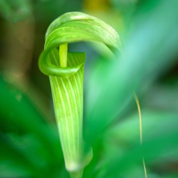 Arisaema erubescens - Cobralelie
