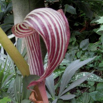 Arisaema fargesii - Cobralelie