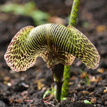 Arisaema griffithii - Cobralelie