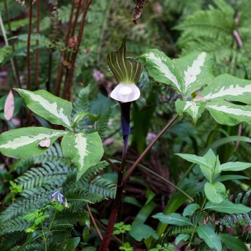 Arisaema sikokianum - Cobralelie