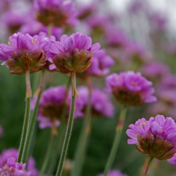 Armeria maritima splendens - Strandkruid