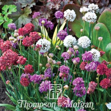 Armeria pseudarmeria Ballerina Mixed (zaad) - Gazon d'Espagne