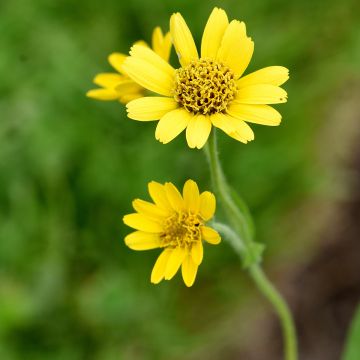 Arnica chamissonis - Valkruid