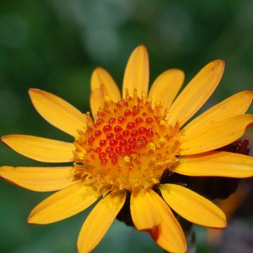 Valkruid - Arnica montana