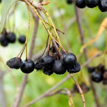 Aronia melanocarpa Autumn Magic - Zwarte appelbes
