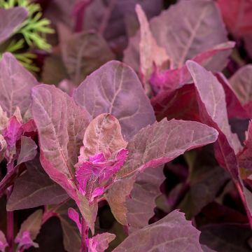 Tuinmelde - Atriplex hortensis