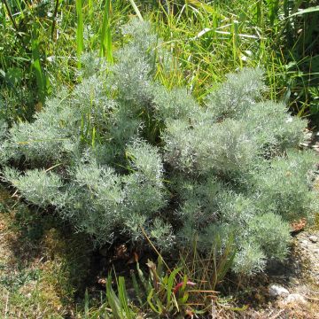Artemisia alba Canescens - Alsem