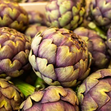Artisjok Paarse van de Provence BIO - Ferme de Sainte Marthe