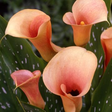 Calla Auckland - Aronskelk