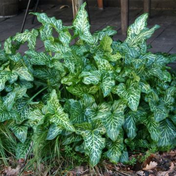 Arum italicum - Italiaanse aronskelk