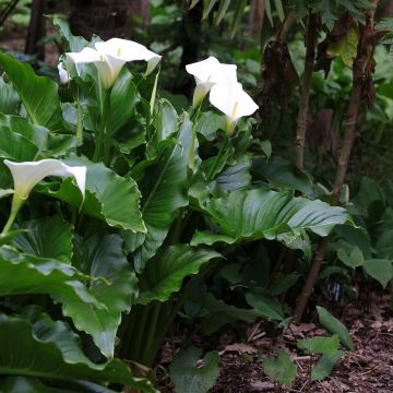 Zantedeschia aethiopica - Witte aronskelk