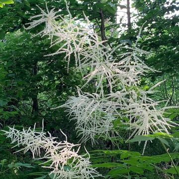 Aruncus Chantilly Lace - Geitenbaard