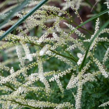 Aruncus dioicus x aethusifolius Guinea Fowl - Geitenbaard