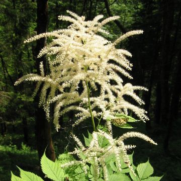 Aruncus dioïcus var. kamtschaticus - Geitenbaard