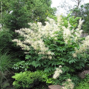 Aruncus aethusifolius x dioicus Misty Lace - Geitenbaard