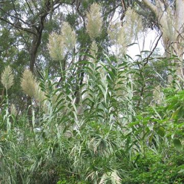 Arundo donax - Reuzenriet