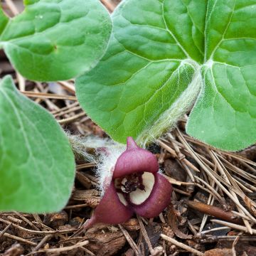 Asarum canadense - Canadese mansoor