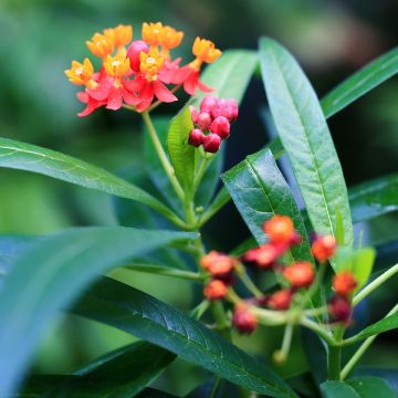 Asclepias curassavica - Frederiksbloem