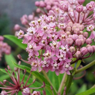 Asclepias incarnata - Rode zijdeplant