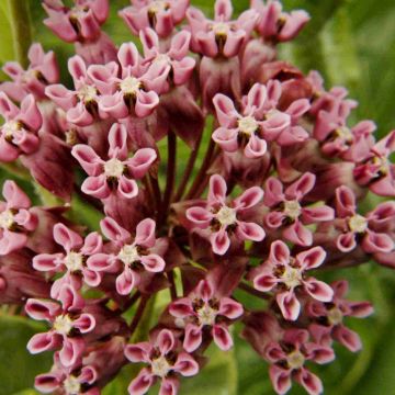 Asclepias sullivantii - Sullivants zijdeplant