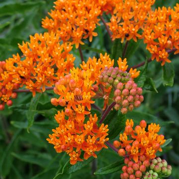 Asclepias tuberosa - Knolzijdeplant