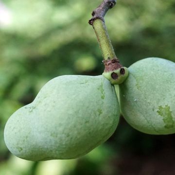 Pawpaw Overleese - Asimina triloba