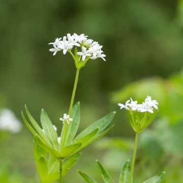 Galium odoratum - Lievevrouwebedstro