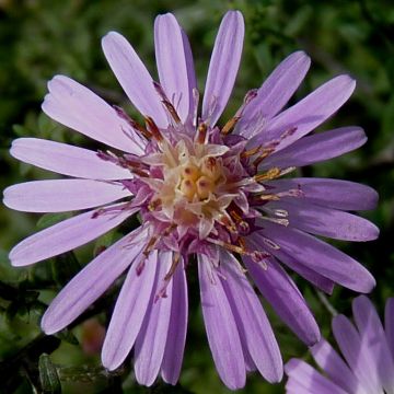 Aster lateriflorus Coombe Fishacre - Herfstaster