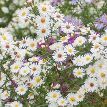 Aster novae-angliae Herbstschnee - Nieuw-Engelse aster