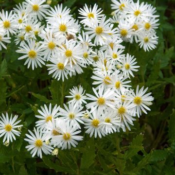Aster ageratoides Ashvi - Japanse dwergaster