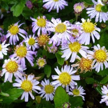 Aster ageratoides Asmoe - Japanse dwergaster