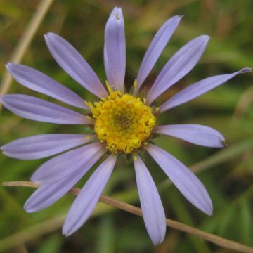 Aster alpigenus var. andersonii - Alpenaster