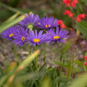 Aster alpinus Blue Beauty - Alpenaster