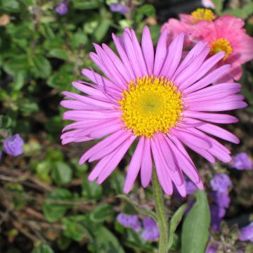 Aster alpinus Pinkie - Alpenaster