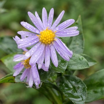 Aster amellus Peach Blossom - Bergaster