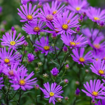 Aster amellus Rudolf Goethe - Bergaster