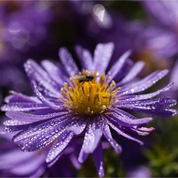 Aster azureus - Herfstaster