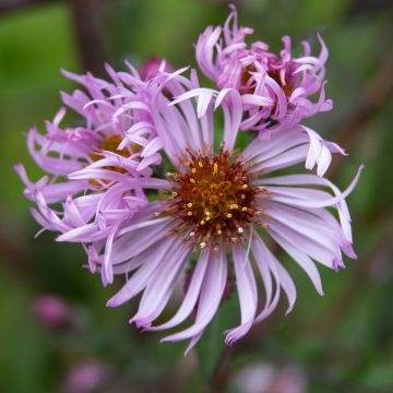 Aster carolinianus - Herfstaster