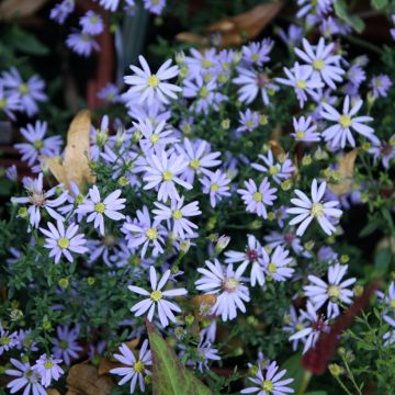 Aster cordifolius Photograph - Herfstaster