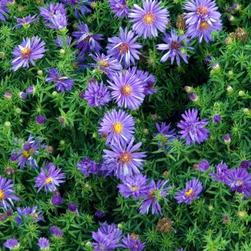 Aster dumosus Augenweide - Dwergaster