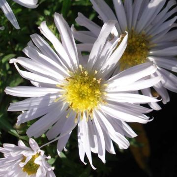 Aster dumosus Kristina - Dwergaster