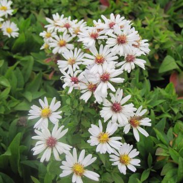 Aster dumosus Schneekissen - Dwergaster