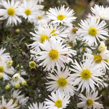 Aster ericoïdes f. prostratus Snow Flurry - Septemberkruid