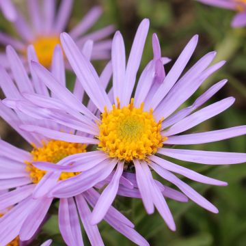 Aster farreri - Herfstaster
