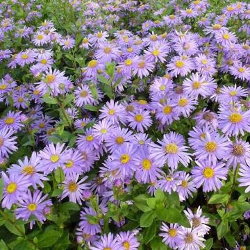 Aster frikartii Jungfrau - Zomeraster
